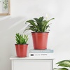 image:imageVIVOSUN 50 Pcs 6 Inch Plastic Plant Nursery Pots Seed Starting Pot Flower Plant Container for Seedlings Cuttings Transplanting6 inch Pack of 2