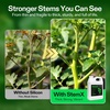 image:imageVIVOSUN StemX 002 Silica for Plants Soluble Liquid Silicon Plant Supplement Fertilizer Nutrient Solution for Strong Stems and Healthy Leaves Boost Resilience pH Balance 32 oz32 Ounce