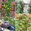 image:imageVIVOSUN 2 x 4Ft Elastic Trellis Netting with 4 Hooks for Climbing Plants Vegetables Fruits and Flowers 1Pack2x4ft stretched size3mm d Pack of 2