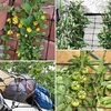 image:imageVIVOSUN 5 x 5Ft Elastic Trellis Netting with 4 Hooks for Climbing Plants Vegetables Fruits and Flowers 1Pack3x3ft stretched size3mm d