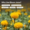 image:imageVIVOSUN Plant Food Nutrients Base A401 amp B142 Bundle and Bloom Juice 064 Flowering Supplement Liquid Fertilizer for Flowering Stage Concentrated Plant Food for All Flowering Plants