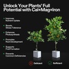 image:imageVIVOSUN Plant Food Nutrients Base A401 amp B142 Bundle and CalMagIron 200 Calcium Magnesium amp Iron Supplement Liquid Nutrient Fertilizer for All Plants Concentrated Plant Food for Soil