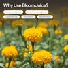 image:imageVIVOSUN AllinOne Concentrated Plant Additive NutriBoost 001 AllPurpose Liquid Fertilizer and Bloom Juice 064 Flowering Supplement Liquid Fertilizer for Flowering Stage Concentrated Plant